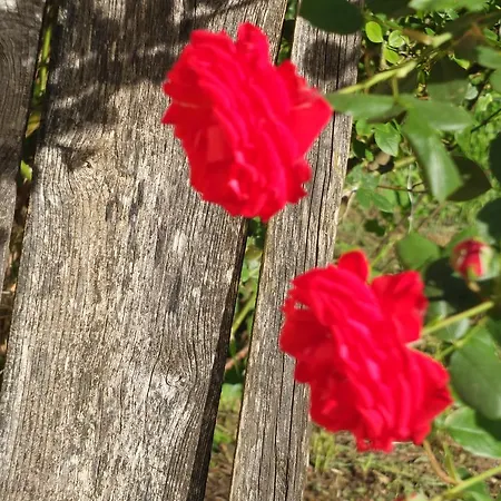Le Chemin Des Sens